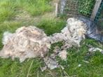 Schapenwol, Dieren en Toebehoren, Schapen, Geiten en Varkens, Meerdere dieren, Schaap