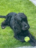 Gezocht lieve en betrouwbare honden oppass omgeving Soest, Particuliere oppas