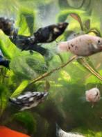Black Molly, Dieren en Toebehoren, Vissen | Aquariumvissen, Vis