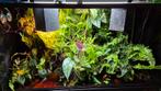 Paludarium/terrarium planten. Kom uitzoeken of 7 stekjes €10, Dieren en Toebehoren, Reptielen en Amfibieën | Toebehoren, Ophalen of Verzenden