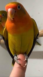 Jonge Agapornis fischeri euwing dwergpapegaai, Dieren en Toebehoren, Vogels | Parkieten en Papegaaien, Geslacht onbekend, Dwergpapegaai of Agapornis