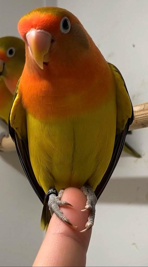 Jonge Agapornis fischeri euwing dwergpapegaai, Dieren en Toebehoren, Vogels | Parkieten en Papegaaien, Dwergpapegaai of Agapornis