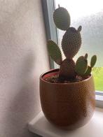Tk. Schijfcactus 28 cm hoog, Ophalen, Overige soorten, Halfschaduw, Minder dan 100 cm