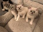 Schattige Britse Korthaar kittens!, Dieren en Toebehoren, Katten en Kittens | Raskatten | Langhaar, Meerdere dieren