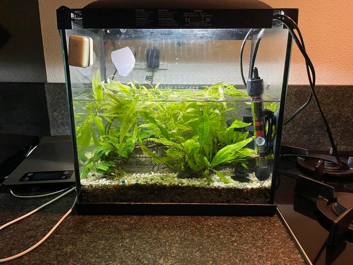 Aquarium met vissen, Dieren en Toebehoren, Vissen | Aquaria en Toebehoren, Zo goed als nieuw, Gevuld zoetwateraquarium, Ophalen