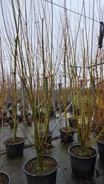 Salix viminalis, Ophalen of Verzenden, Overige soorten, Volle zon