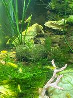 Gele garnalen, Dieren en Toebehoren, Vissen | Aquariumvissen, Kreeft, Krab of Garnaal