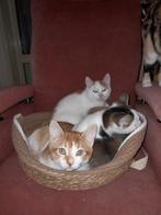 Schatting kitten, Dieren en Toebehoren, Katten en Kittens | Raskatten | Korthaar, Poes