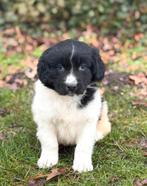 Lieve aanhankelijke Friese Stabij pups uit stamboomouders, Nederland, Overige rassen, 8 tot 15 weken, Meerdere