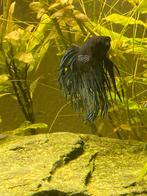Betta vis/siamese kempvis crown tail, Dieren en Toebehoren, Vissen | Aquariumvissen, Vis