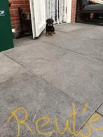 Raszuivere rottweiler pups  nog   1 teefje en 1 reutje, Rabiës (hondsdolheid), 8 tot 15 weken, Meerdere, Meerdere dieren
