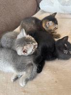 Nuenen, Dieren en Toebehoren, Meerdere dieren