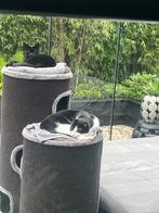 GEZOCHT: goed tehuis voor 2 katten, Dieren en Toebehoren, Katten en Kittens | Raskatten | Korthaar, Meerdere dieren, Gechipt, 6 jaar of ouder