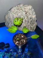 Begonia Padang Lawas, Ophalen of Verzenden, Halfschaduw, Minder dan 100 cm