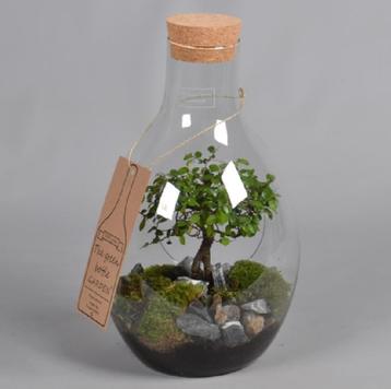 The green bottle garden plantenbak bloempot terrarium stolp beschikbaar voor biedingen