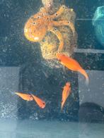 Guppy’s en ballonmolly’s GRATIS, Dieren en Toebehoren, Vissen | Aquariumvissen, Vis, Zoetwatervis