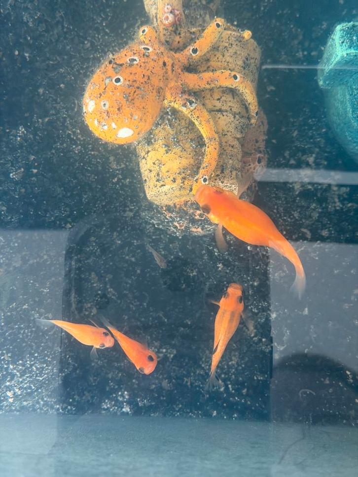 Guppy’s en ballonmolly’s GRATIS, Dieren en Toebehoren, Vissen | Aquariumvissen, Zoetwatervis, Vis