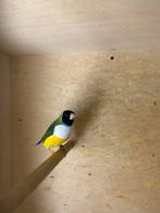 Gould alamadine man, Dieren en Toebehoren, Vogels | Overige Vogels, Mannelijk, Tropenvogel