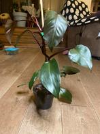 Philodendron pink princess, Huis en Inrichting, Kamerplanten, Ophalen, Overige soorten, Minder dan 100 cm