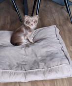 Chihuahua pup.., Dieren en Toebehoren, Honden | Chihuahua's en Gezelschapshonden, 15 weken tot 1 jaar, Meerdere, Chihuahua, Nederland