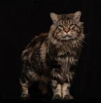 Maine Coon dekkater (niet te koop), Dieren en Toebehoren, Katten en Kittens | Dekkaters, 3 tot 5 jaar