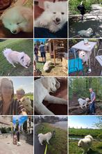Gezocht (roze)kaketoe, Dieren en Toebehoren