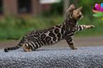 Prachtige gerozette Bengaal kittens beschikbaar, Dieren en Toebehoren, Katten en Kittens | Raskatten | Korthaar, Meerdere dieren