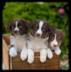 Wij lieve sociale Australian Shepherd pups zoeken baasjes🤎, Dieren en Toebehoren, Honden | Herdershonden en Veedrijvers, Overige rassen