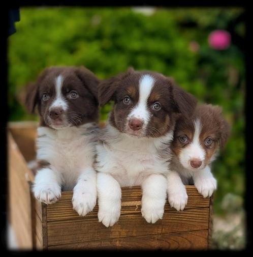 Wij lieve sociale Australian Shepherd pups zoeken baasjes🤎, Dieren en Toebehoren, Honden | Herdershonden en Veedrijvers, Meerdere dieren