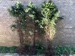 Taxus gratis, Tuin en Terras, Ophalen, Bloeit niet, Halfschaduw, Overige soorten
