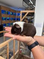 Te koop lieve jonge us teddy cavia beer / mannetje, Mei, Mannelijk, Cavia