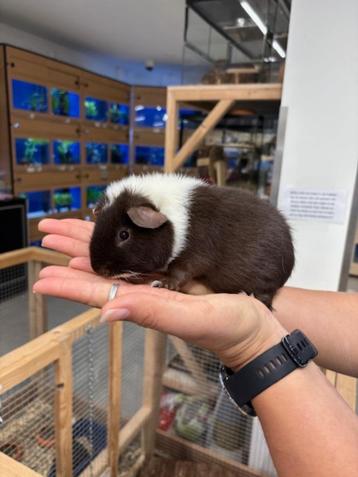 Te koop lieve jonge us teddy cavia beer / mannetje beschikbaar voor biedingen