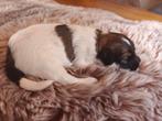 Tibetaanse Terriër pups, Overige rassen, CDV (hondenziekte), 8 tot 15 weken, Meerdere