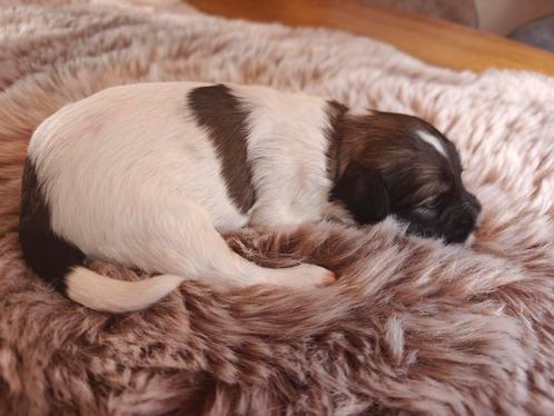 Tibetaanse Terriër pups, Dieren en Toebehoren, Honden | Jack Russells en Terriërs, Meerdere dieren, Overige rassen, Particulier