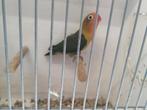 Jonge agapornissen, Meerdere dieren, Dwergpapegaai of Agapornis, Tam