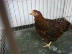 Wyandotte kriel, Dieren en Toebehoren, Meerdere dieren, Kip