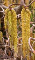 Corylus avellana Gewone hazelaar hazelnoten voedselbos noten, Ophalen of Verzenden, Overige soorten, Struik