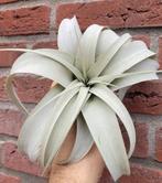 Tillandsia xerographica, Ophalen of Verzenden, Overige soorten, Minder dan 100 cm