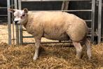 Te koop extra vleestypisch Texelaar ramlam, Dieren en Toebehoren, Schapen, Geiten en Varkens, Mannelijk, Schaap, 0 tot 2 jaar