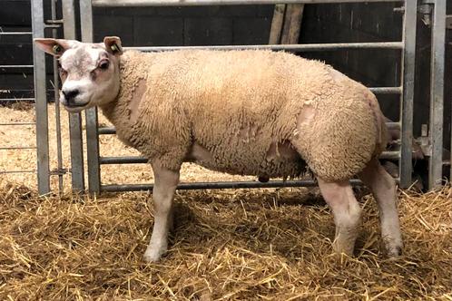 Te koop extra vleestypisch Texelaar ramlam, Dieren en Toebehoren, Schapen, Geiten en Varkens, Schaap, Mannelijk, 0 tot 2 jaar