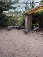 Noord Hollandse hoen, Dieren en Toebehoren, Pluimvee, Meerdere dieren, Kip