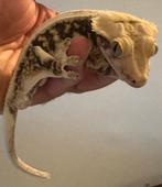 Tri-color Lilly White het Axanthic wimper kweekman te koop!, Hagedis, 3 tot 6 jaar
