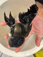 Fancy Gold Fish, Oranda, Dieren en Toebehoren, Vissen | Aquariumvissen, Vis