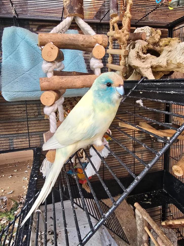 Te koop: Kakariki incl. alle toebehoren!, Dieren en Toebehoren, Vogels | Parkieten en Papegaaien, Parkiet, Mannelijk, Tam