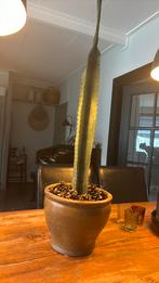 Mooie cactus, Tuin en Terras, Planten | Tuinplanten, Halfschaduw, Ophalen of Verzenden