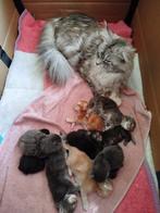 Maine coon kittens, Meerdere dieren, Gechipt, 0 tot 2 jaar