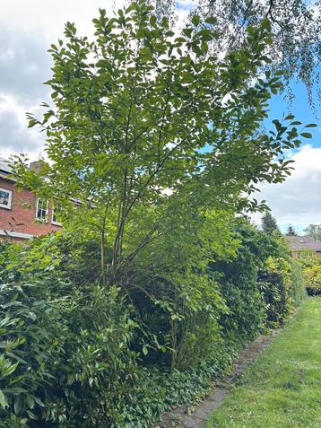 Grote Magnolia boom licht/donker roze, 4 meter hoog beschikbaar voor biedingen