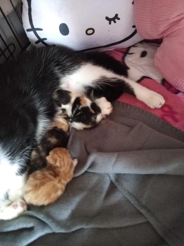 Kittens, Dieren en Toebehoren, Katten en Kittens | Overige Katten, Kortharig, Geslacht onbekend, 0 tot 2 jaar