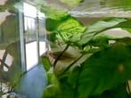 Vissen, Dieren en Toebehoren, Vissen | Aquaria en Toebehoren, Ophalen, Gebruikt, Gevuld zoetwateraquarium