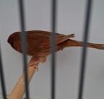 Bruin rood split phaeo, Dieren en Toebehoren, Vogels | Kanaries, Mannelijk, Kleurkanarie